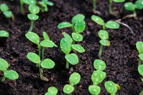 Salad seedling — Stock Photo, Image