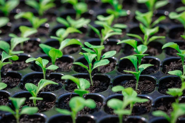 Seedlings are in the nursery tray — Stock Photo, Image