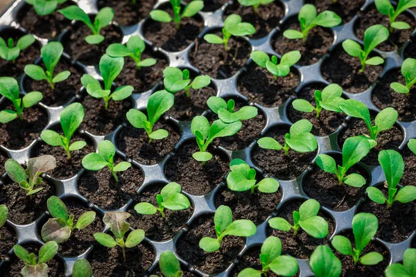 Seedlings are in the nursery tray — Stock Photo, Image