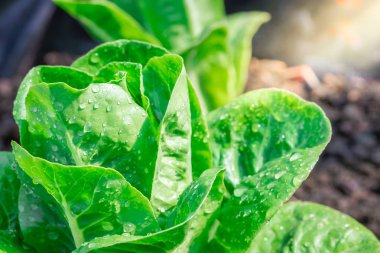 Mini yeşil cos salata sebze arsa büyümek