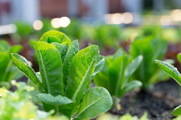 Green lettuce in the vegetable plot