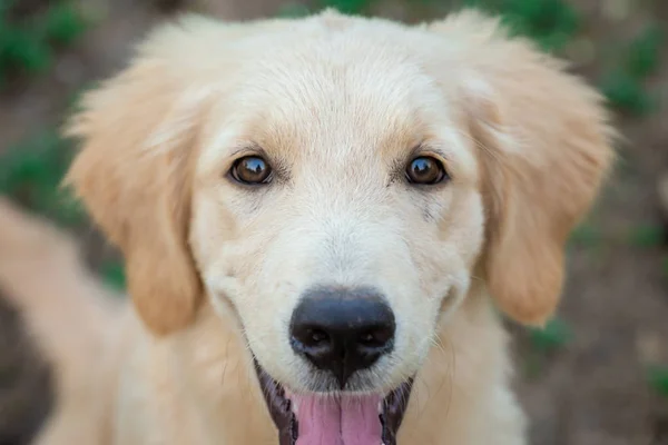 Puppy golden retriever smile face — Stock Photo, Image