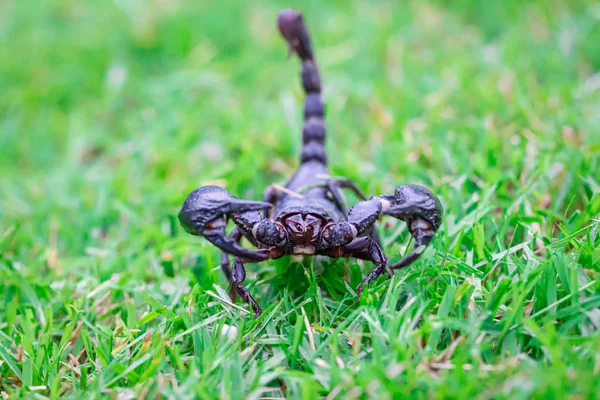Scorpions on the grass