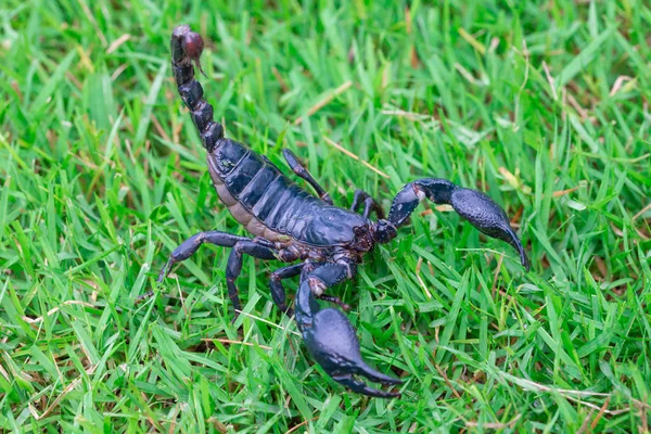 Scorpions on the grass — Stock Photo, Image