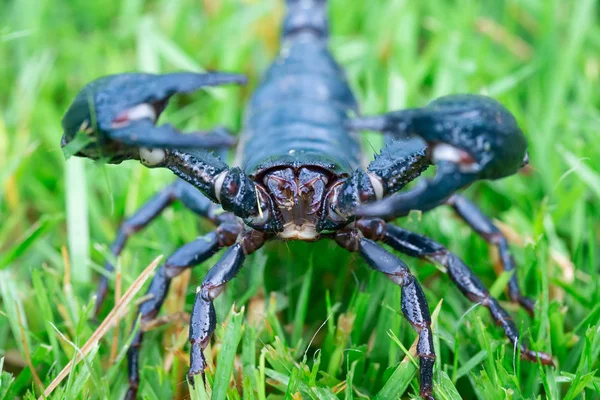 Närbild Skorpion på gräset — Stockfoto