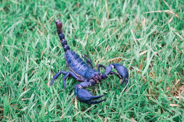 Škorpioni na rozmazání trávy — Stock fotografie