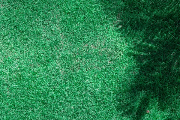 Grama verde e sombra de ramos — Fotografia de Stock