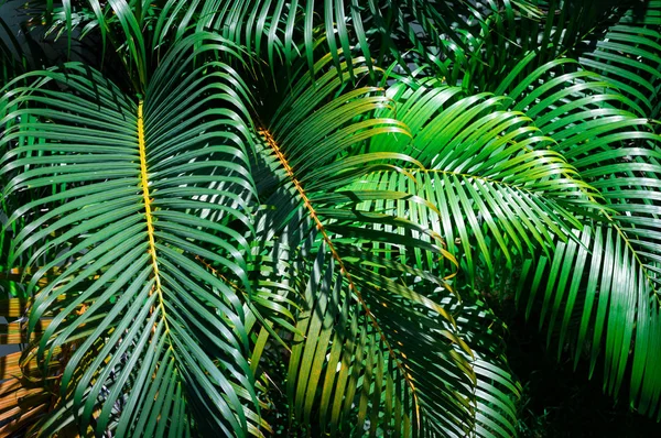 Hojas de palma verde en el jardín —  Fotos de Stock