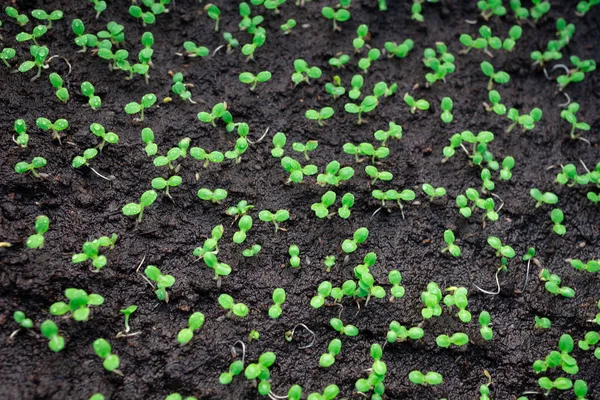 Closeup seedlings of salads planted on the soil — Stock Photo, Image