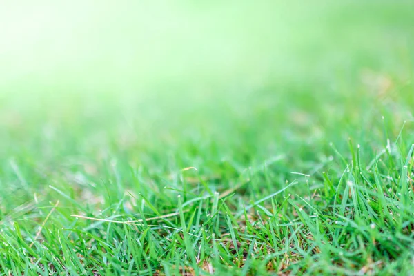 Zielony łąka Focus rozmycie tło — Zdjęcie stockowe