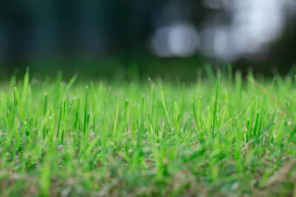 緑の草のぼやけた背景ボケ — ストック写真