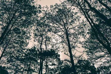 Gökyüzünde kasvetli dalları olan bir ağacın silueti