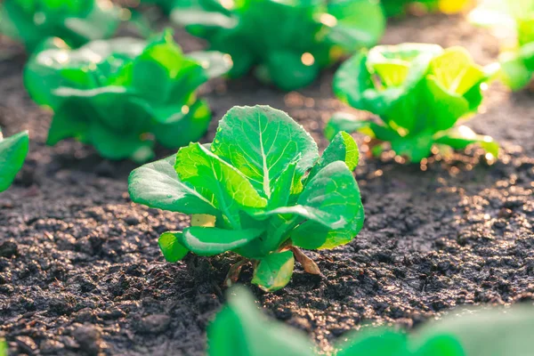 Green lettuce in the vegetable plot — Stock Photo, Image