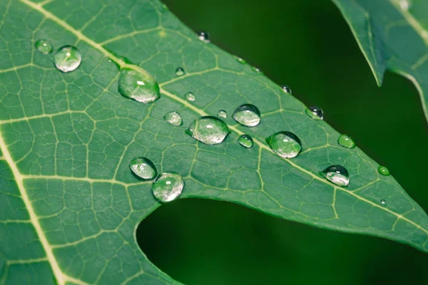 Gotas de água nas folhas de mamão — Fotografia de Stock