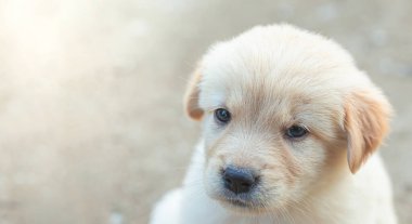 Küçük köpek yavrusu Golden Retriever detay bulanıklığı yaşıyordu.