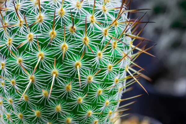 Vue Rapprochée Cactus Vert Vif Détail Texture Art — Photo