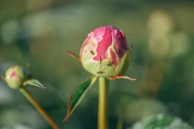 güneş ışığında bahçede büyüyen güzel şakayık