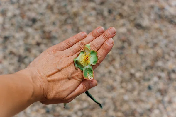 Mână Ținând Floare Grădină Aproape Împușcat — Fotografie, imagine de stoc