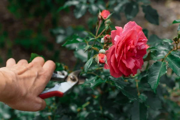 Hand Schneidet Rosenblume Nahaufnahme — Stockfoto