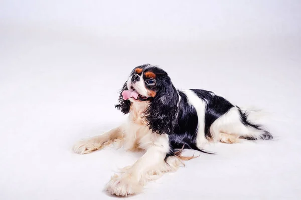 Netter Hund Sitzt Auf Dem Boden Gestüt — Stockfoto