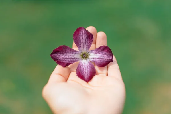 close up of purple flower on female hand