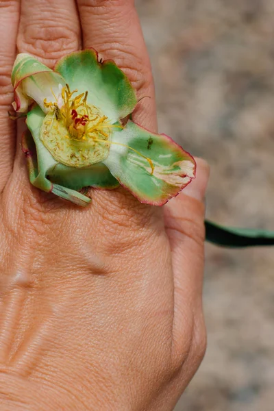 hand holding flower in garden, close up shot