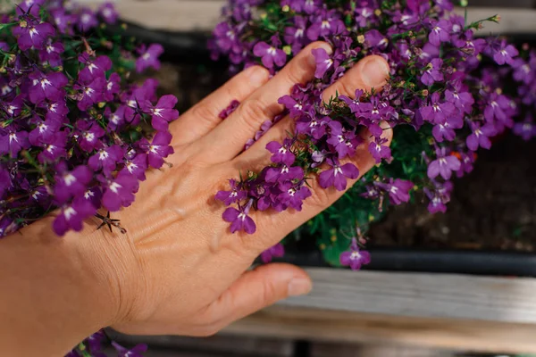 hand holding flowers in garden, close up shot