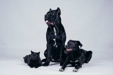 sevimli Staffordshire Bull Terrier köpekler ve siyah kedi beyaz arka plan üzerinde poz 