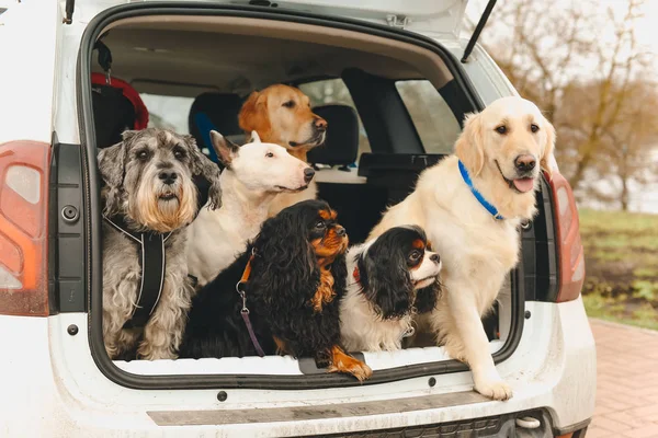 dogs with different breeds sitting at car