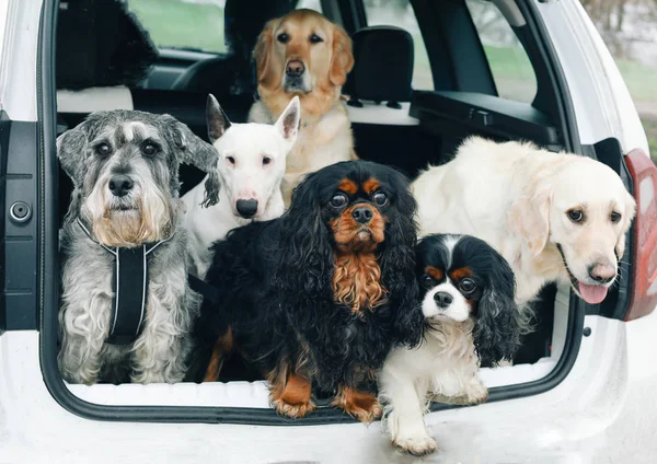 dogs with different breeds sitting at car