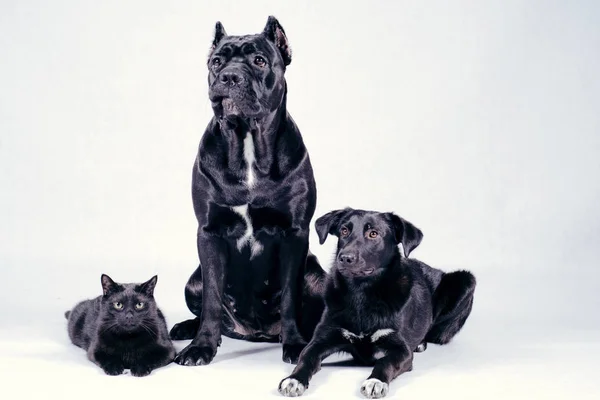 Adorable Staffordshire Bull Terrier Dogs Black Cat Posing White Background — Stock Photo, Image