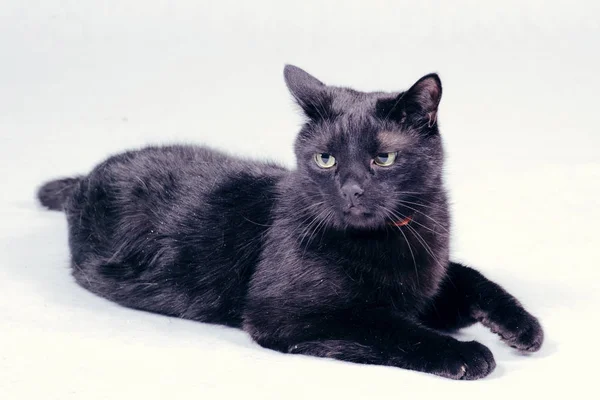 Lindo Gato Negro Aislado Sobre Fondo Blanco — Foto de Stock
