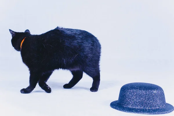 Lindo Gato Negro Aislado Sobre Fondo Blanco — Foto de Stock