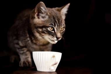 Kedi yavrusu siyah bir arka planda yemek yiyor. Hayvan konsepti. Uzayı kopyala Tonlama.