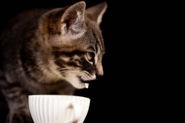Kedi yavrusu siyah bir arka planda yemek yiyor. Hayvan konsepti. Uzayı kopyala Tonlama.