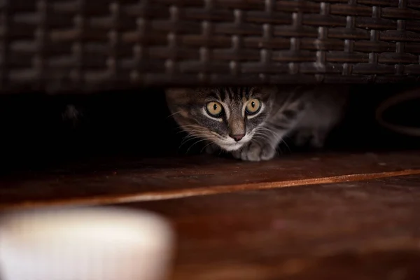 Gatito Come Sobre Fondo Negro Concepto Mascota Copiar Espacio Tonificación — Foto de Stock