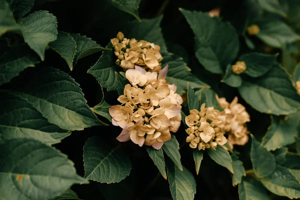 하이드라 게아의 가정의 식물을 돌보는 — 스톡 사진