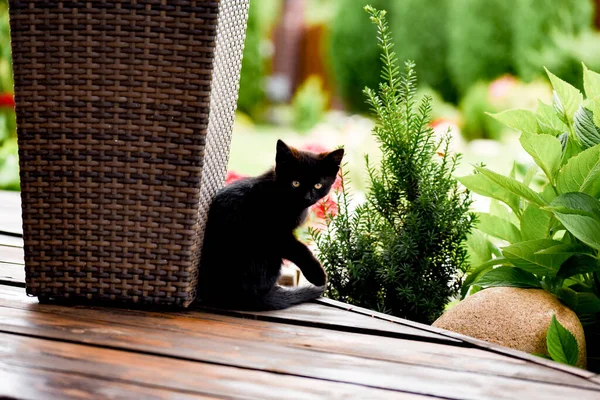 Gatito Suelo Madera Jardín — Foto de Stock