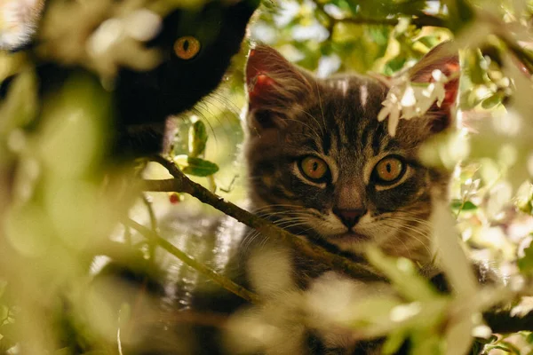 Chat Mignon Dans Jardin Été — Photo