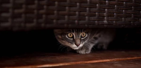 Gatito Come Sobre Fondo Negro Concepto Mascota Copiar Espacio Tonificación — Foto de Stock