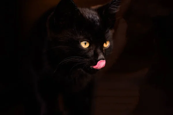 Gatito Come Sobre Fondo Negro Concepto Mascota Copiar Espacio Tonificación — Foto de Stock