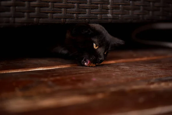 Gatito Come Sobre Fondo Negro Concepto Mascota Copiar Espacio Tonificación — Foto de Stock