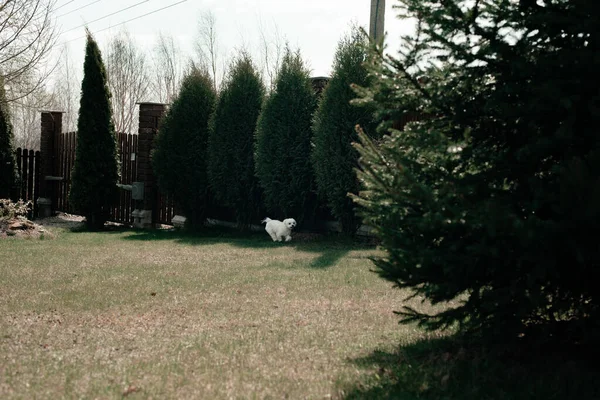 Pequeño Perro Blanco Corre Sobre Hierba Verde Concepto Cuidado Mascotas —  Fotos de Stock