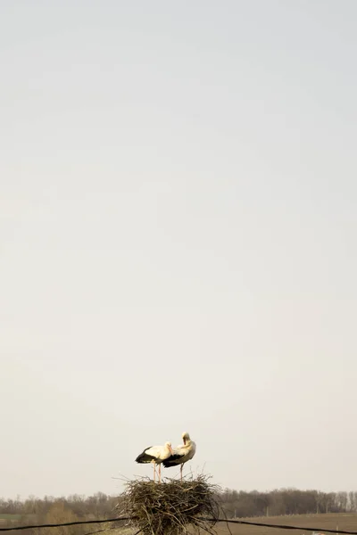 Bociany siedzieć w gnieździe na dachu w lecie na tle Blye niebo — Zdjęcie stockowe