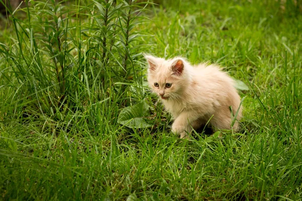Pequeño gatito está jugando al aire libre en la hierba en el jardín, en busca de una caza, de cerca, la naturaleza en el fondo — Foto de Stock