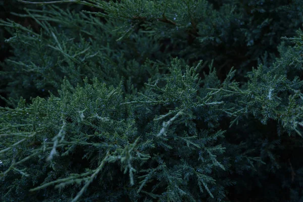 Natural environment contrast photo of pines spruce top view.