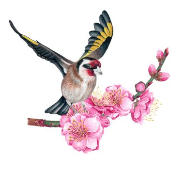 Flying European goldfinch and plum flowers on white background. clipart