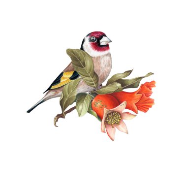 Saka kuşu şube olgun nar beyaz arka plan üzerinde tünemiş