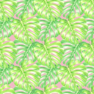 Suluboya Monstera Dikişsiz egzotik desen, pembe arka plan bırakır.. 