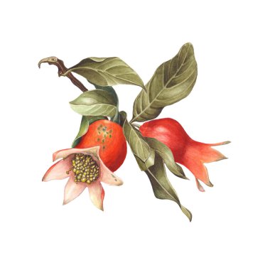 Sulu boya beyaz arka plan üzerinde izole olgun nar meyve dalı